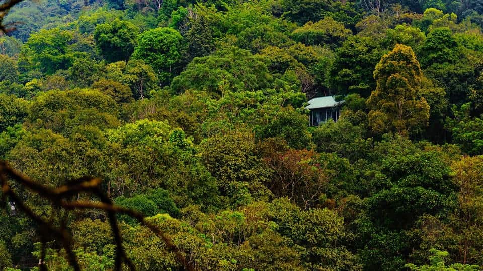 Wayanad Wild, Wayanad